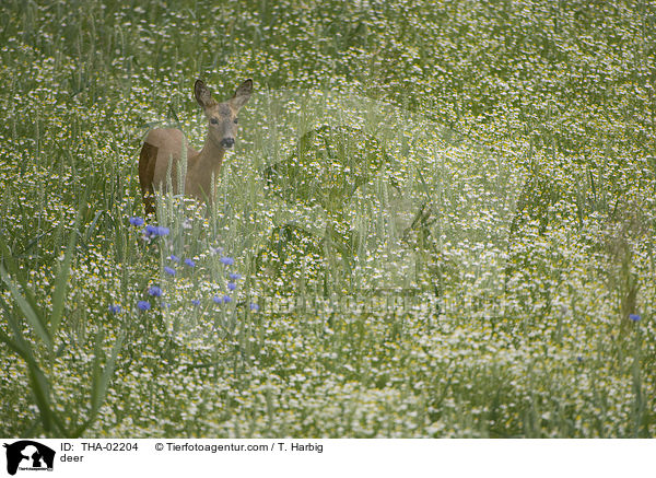 Reh / deer / THA-02204