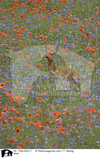 Reh / deer / THA-02211