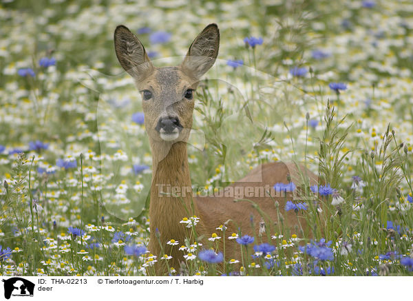 deer / THA-02213