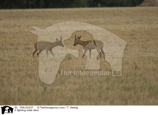 2 kmpfende Rehbcke / 2 fighting male deer / THA-02237