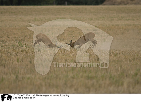 2 kmpfende Rehbcke / 2 fighting male deer / THA-02238
