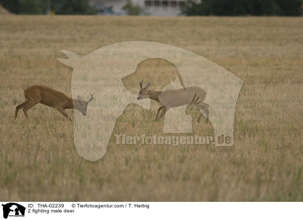 2 kmpfende Rehbcke / 2 fighting male deer / THA-02239