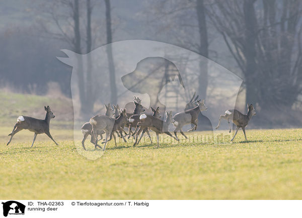 rennende Rehe / running deer / THA-02363