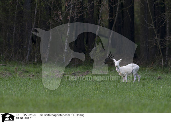 Albino-Reh / albino deer / THA-02420
