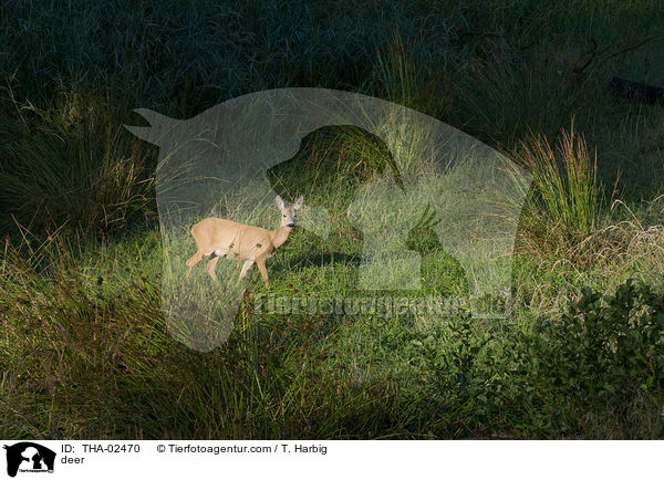 Reh / deer / THA-02470