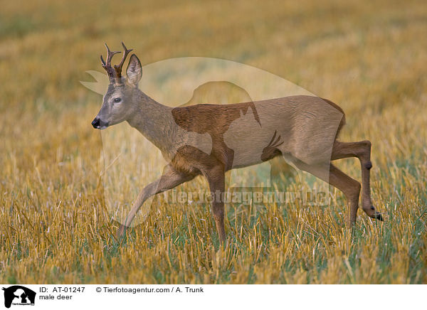 Rehbock / male deer / AT-01247
