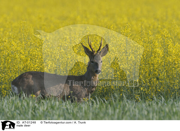 Rehbock / male deer / AT-01248