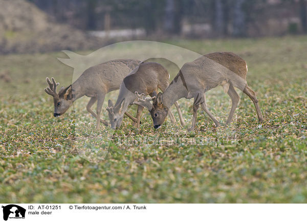 Rehb�cke / male deer / AT-01251