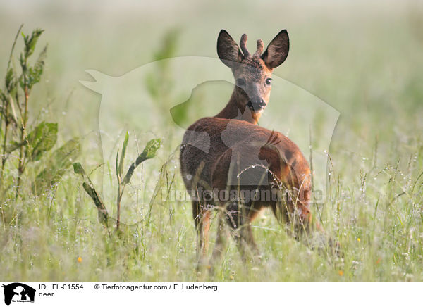 Reh / deer / FL-01554
