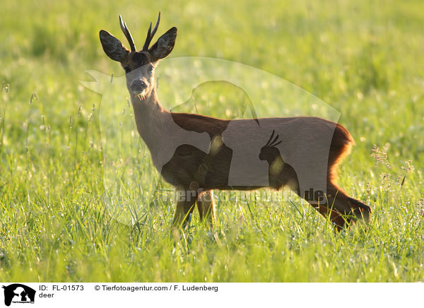 Reh / deer / FL-01573