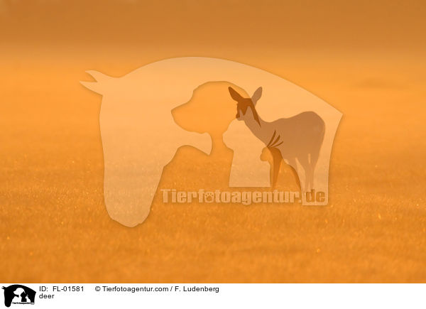 deer / FL-01581