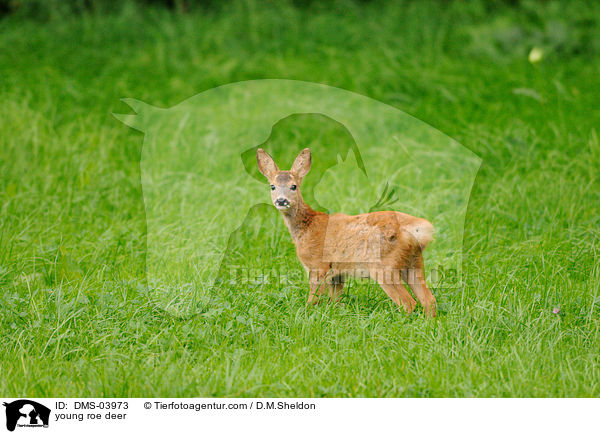 junges Reh / young roe deer / DMS-03973
