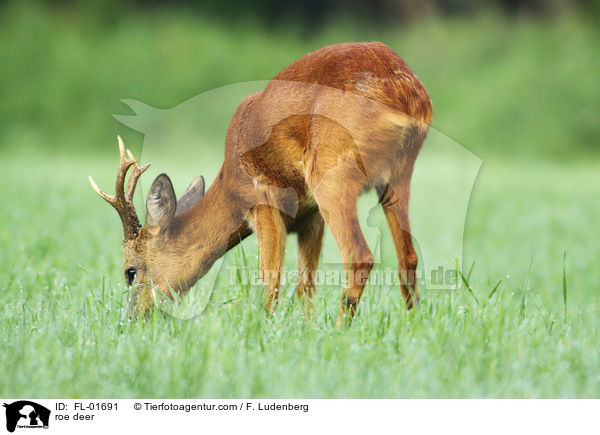 Rehbock / roe deer / FL-01691