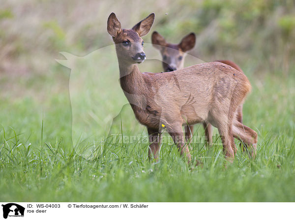 Rehe / roe deer / WS-04003