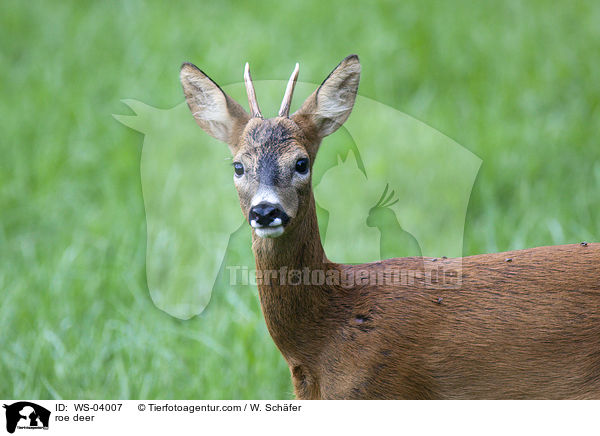 roe deer / WS-04007