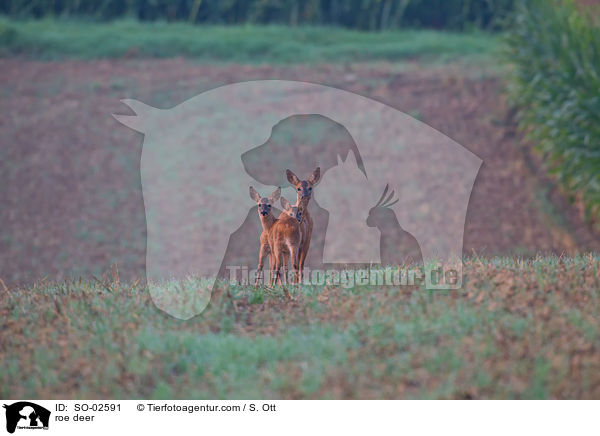 Rehe / roe deer / SO-02591