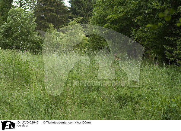 Reh / roe deer / AVD-02640