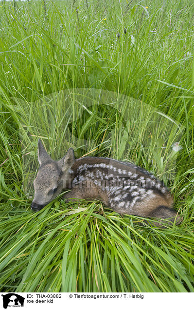 Reh kitz / roe deer kid / THA-03882