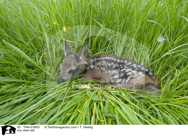 roe deer kid / THA-03883