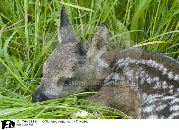 Reh kitz / roe deer kid / THA-03884