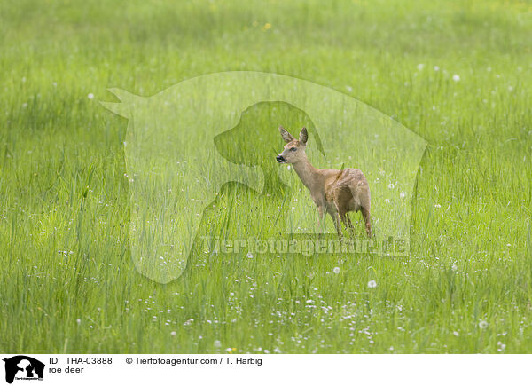 roe deer / THA-03888