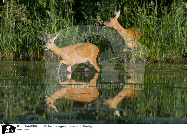 Rehe / roe deer / THA-03890