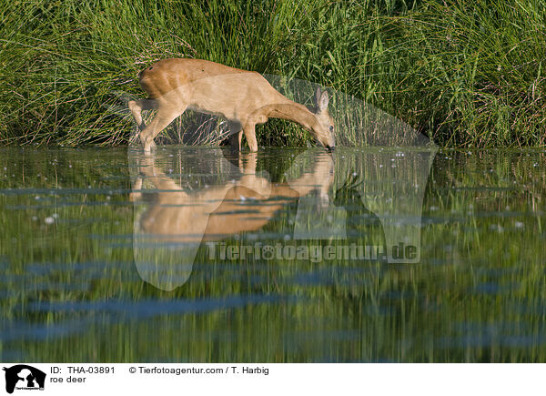 Reh / roe deer / THA-03891