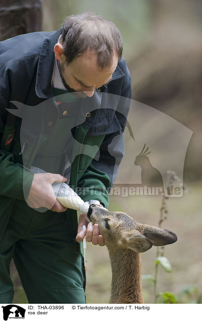 roe deer / THA-03896