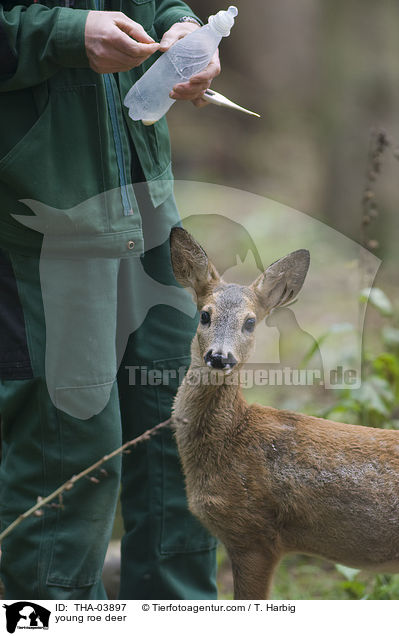 young roe deer / THA-03897