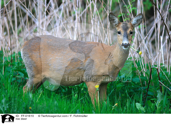 Reh / roe deer / FF-01610