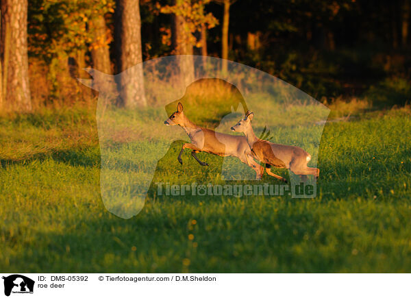 Rehe / roe deer / DMS-05392