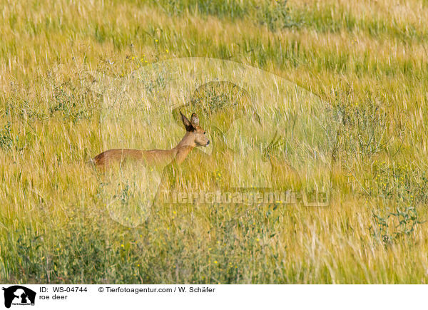 Reh / roe deer / WS-04744