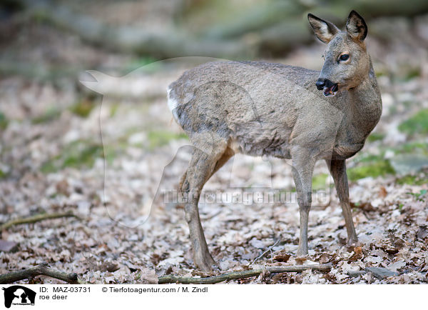 roe deer / MAZ-03731
