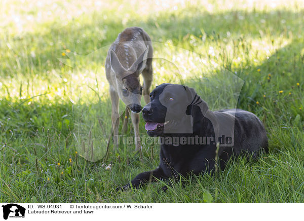 Labrador Retriever und Rehkitz / Labrador Retriever and fawn / WS-04931