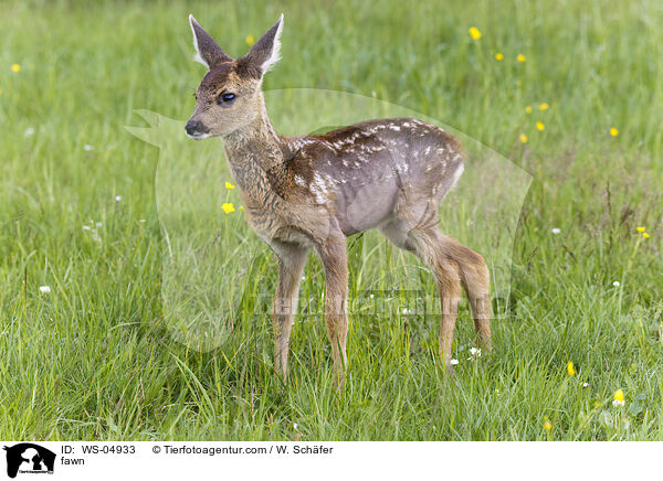 Rehkitz / fawn / WS-04933