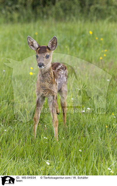Rehkitz / fawn / WS-04934