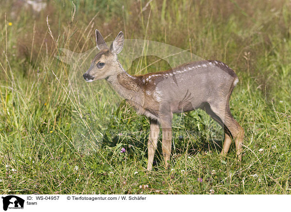 Rehkitz / fawn / WS-04957