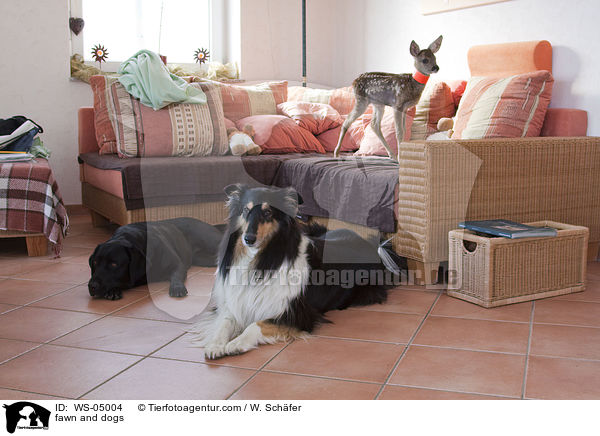 Rehkitz und Hunde / fawn and dogs / WS-05004