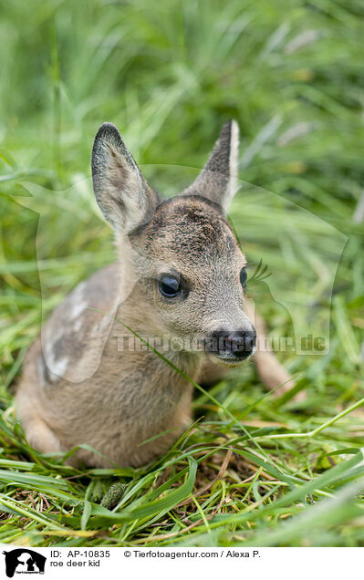 Rehkitz / roe deer kid / AP-10835