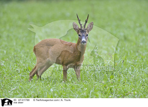 Reh / roe deer / AT-01788