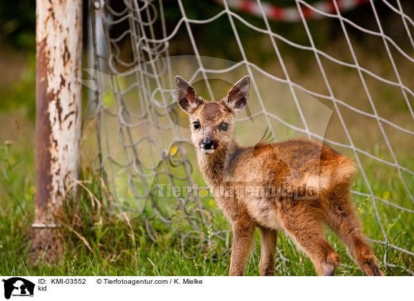 Rehkitz / kid / KMI-03552