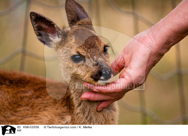 Rehkitz / kid / KMI-03556