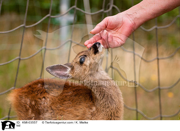 Rehkitz / kid / KMI-03557