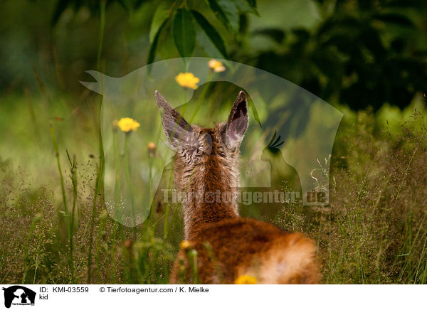 Rehkitz / kid / KMI-03559