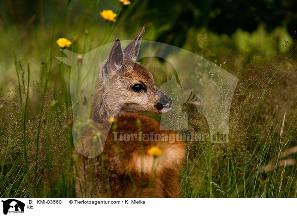Rehkitz / kid / KMI-03560