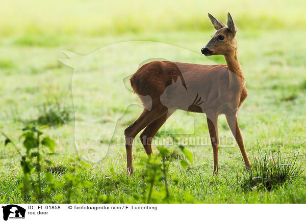 Reh / roe deer / FL-01858