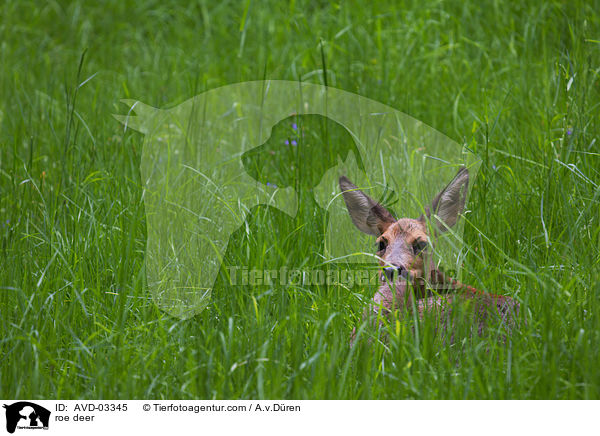 Reh / roe deer / AVD-03345