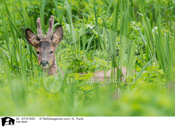 roe deer / AT-01900