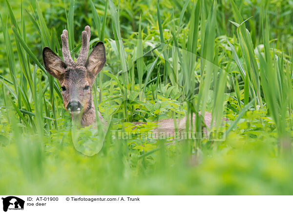 Reh / roe deer / AT-01900