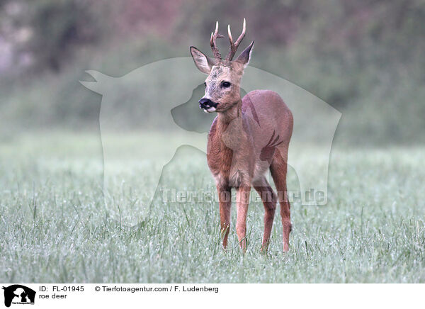 Reh / roe deer / FL-01945